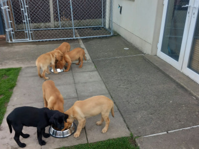 IKC Registered (pending) Purebred Labrador Retriever puppies in Limerick