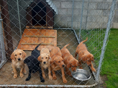 IKC Registered (pending) Purebred Labrador Retriever puppies in Limerick