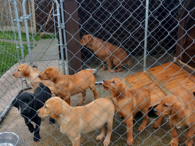 IKC Registered (pending) Purebred Labrador Retriever puppies in Limerick