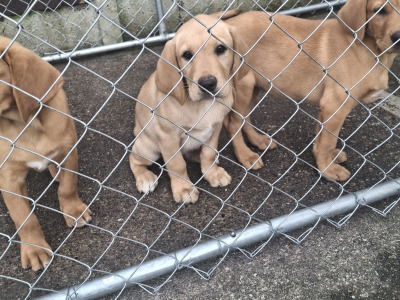 IKC Registered (pending) Purebred Labrador Retriever puppies in Limerick