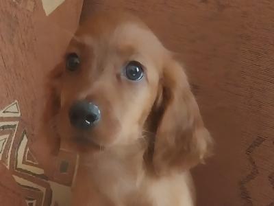 Irish Doodle puppy - One Male Available in Kilkenny
