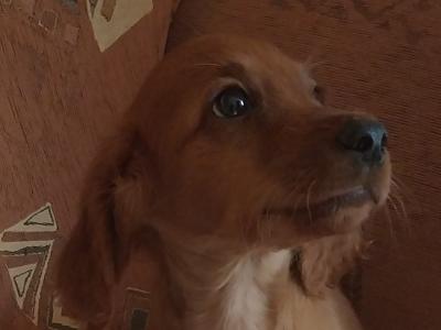 Irish Doodle puppy - One Male Available in Kilkenny