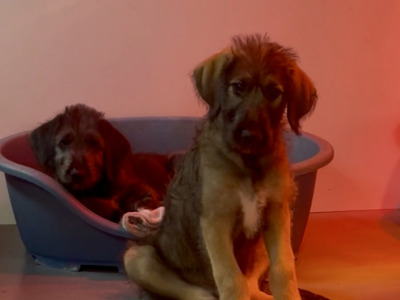 Irish Wolfadoodle F1b Reverse puppies in Tipperary