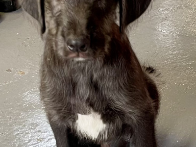 Irish Wolfadoodle F1b Reverse puppies in Tipperary