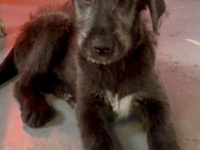 Irish Wolfadoodle F1b Reverse puppies in Tipperary