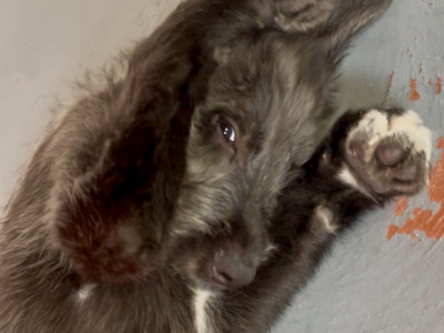 Irish Wolfadoodle F1b Reverse puppies in Tipperary