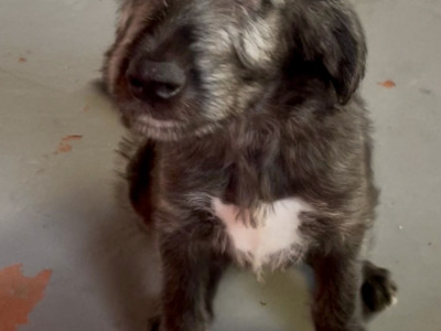 Irish Wolfadoodle F1b Reverse puppies in Tipperary
