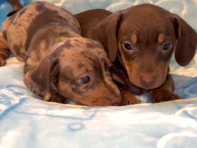 4 stunning Miniature Dachshund puppies in Offaly 😍❤️