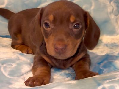 4 stunning Miniature Dachshund puppies in Offaly 😍❤️