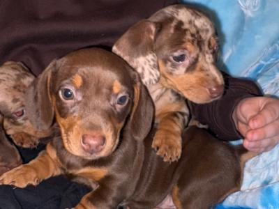 4 stunning Miniature Dachshund puppies in Offaly 😍❤️
