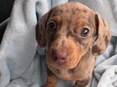 4 stunning Miniature Dachshund puppies in Offaly 😍❤️