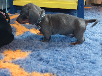 Miniature Dachshund puppies in Dublin