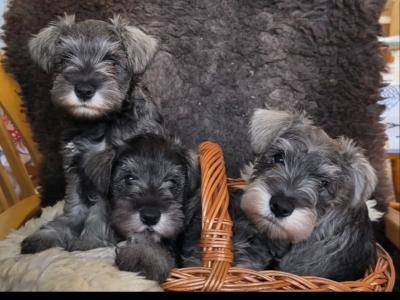 Miniature Schnauzer puppies in Carlow