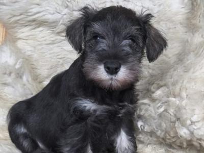 Miniature Schnauzer puppies in Carlow