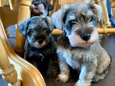 Miniature Schnauzer puppies in Carlow