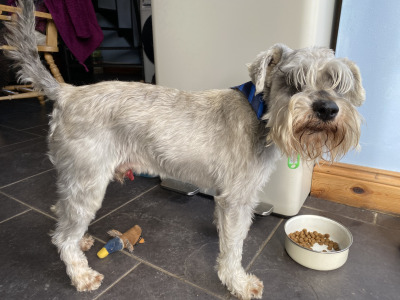 Miniature Schnauzer puppies in Carlow