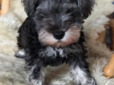 Miniature Schnauzer puppies in Carlow
