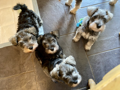 Miniature Schnauzer puppies in Carlow