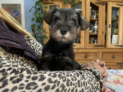 Miniature Schnauzer puppies in Carlow