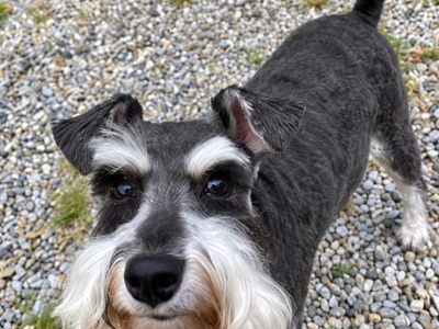 Miniature Schnauzer puppies in Carlow