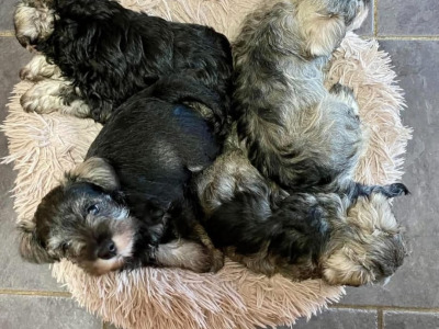 Miniature Schnauzer puppies in Carlow