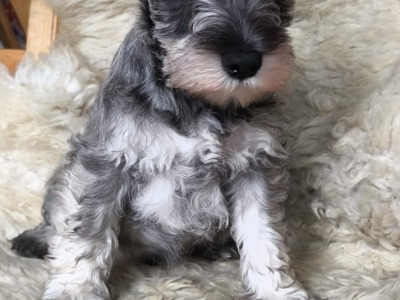 Miniature Schnauzer puppies in Carlow