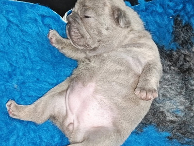 French Bulldog puppies Armagh KC registered