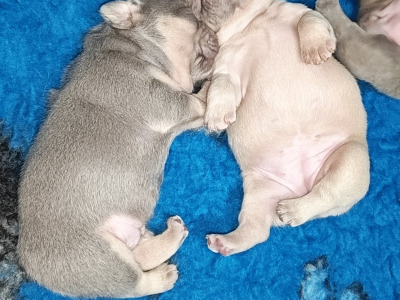 French Bulldog puppies Armagh KC registered