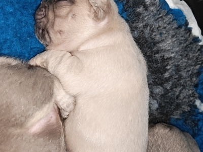 French Bulldog puppies Armagh KC registered