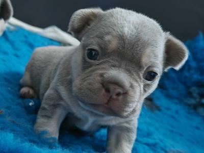 French Bulldog puppies Armagh KC registered