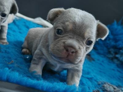KC Registered (pending) French Bulldog puppies in Armagh