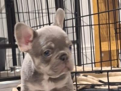 KC Registered French Bulldog puppies in Armagh