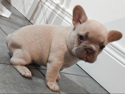 KC Registered French Bulldog puppies in Armagh