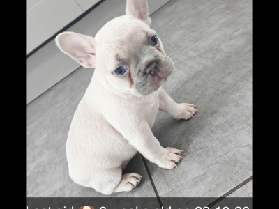 KC Registered French Bulldog Girl Pup last one