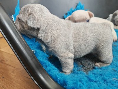French Bulldog puppies Armagh KC registered