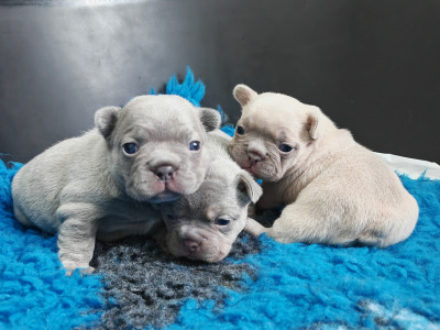 French Bulldog puppies Armagh KC registered