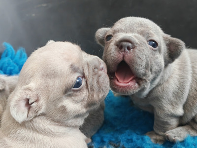 French Bulldog puppies Armagh KC registered