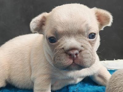 French Bulldog puppies Armagh KC registered