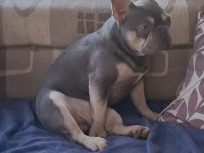 French Bulldog puppies Armagh KC registered