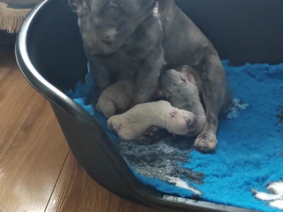 French Bulldog puppies Armagh KC registered