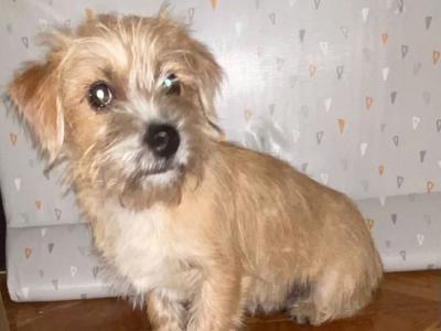 4 months old Maltese Cross puppies in Galway