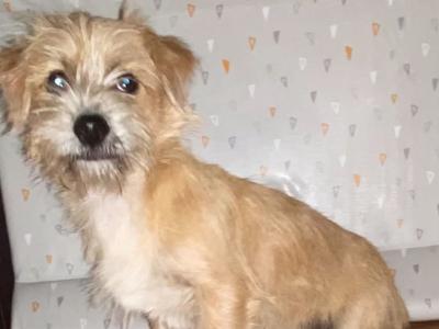 4 months old Maltese Cross puppies in Galway