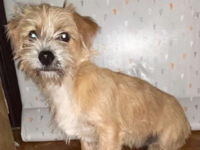 4 months old Maltese Cross puppies in Galway