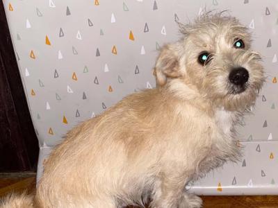 4 months old Maltese Cross puppies in Galway