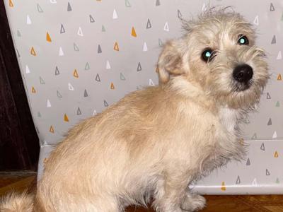 One puppy left. 4 month old Maltese X puppy in Galway.