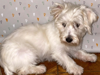 4 months old Maltese Cross puppies in Galway