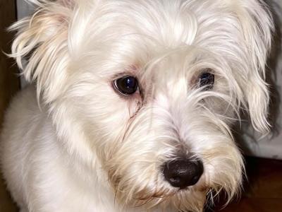 4 months old Maltese Cross puppies in Galway