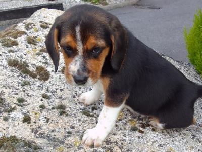 Beagles puppies for sale in Wexford