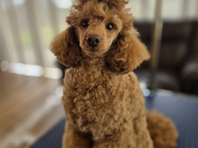 KC Registered Toy Poodle puppies in Donegal