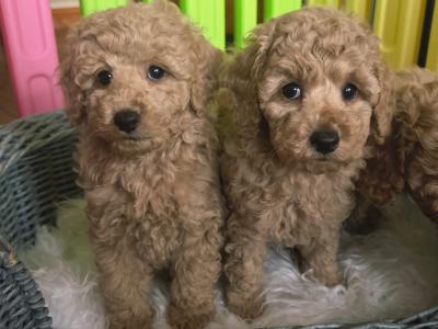 KC Registered Toy Poodle puppies in Donegal